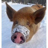 2026 February School Vacation at The Inn at East Hill Farm