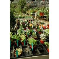 2026 Everybody Loves a Plant Sale