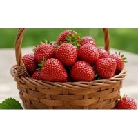 2026 Strawberry Festival