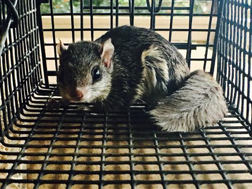 Flying Squirrels - https://southernpest.net/wildlife/squirrel-trapping/ Flying Squirrels - https://southernpest.net/wildlife/squirrel-trapping/