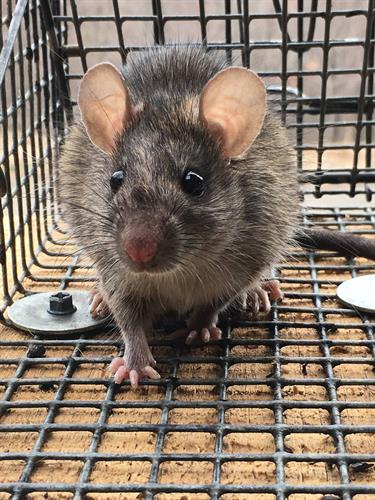 Rat Trapping - https://southernpest.net/wildlife/rat-trapping/ Rat Trapping - https://southernpest.net/wildlife/rat-trapping/