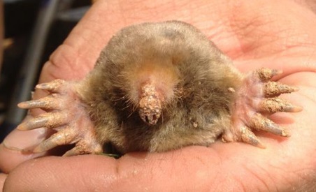 Mole Trapping - https://southernpest.net/wildlife/mole-control/ Mole Trapping - https://southernpest.net/wildlife/mole-control/