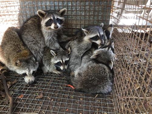 Raccoon Trapping - https://southernpest.net/wildlife/raccoon-trapping/ Raccoon Trapping - https://southernpest.net/wildlife/raccoon-trapping/