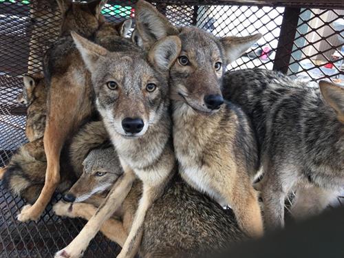 Coyote Trapping - https://southernpest.net/wildlife/coyote-trapping/ Coyote Trapping - https://southernpest.net/wildlife/coyote-trapping/