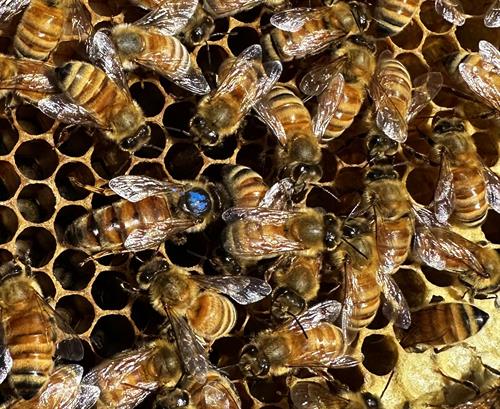 One of our beautiful Queen Bees raised at HoneyBee Lane Bees