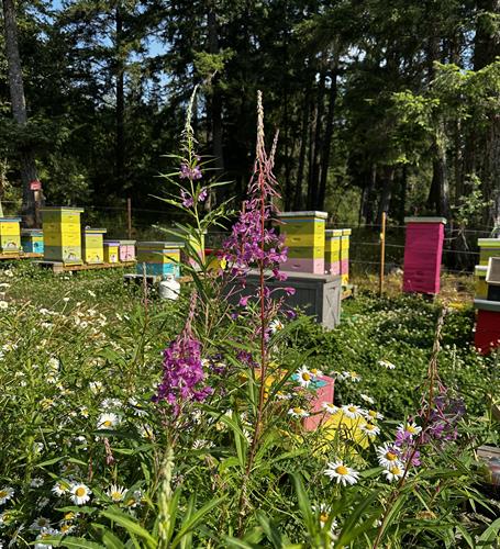 Working bee yard of 30 happy healthy hives 