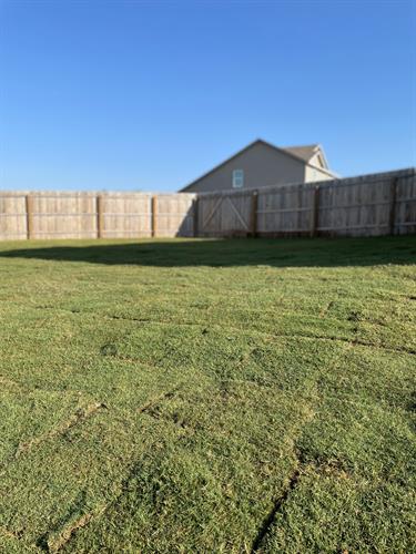 Backyard Bermuda Sod