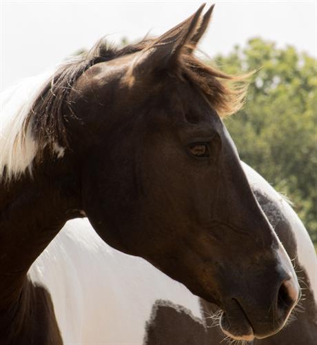 "A illness/diagnosis does not have to be your future" ~ Mattis, Therapy Horse