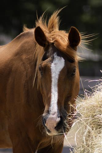 "You can always find your people, if you wait and look long enough" ~ Rexy, Therapy Horse