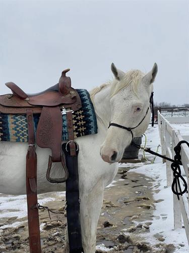 "Sometimes people are scared of you because you are bigger and look a little different, be patient with them they will come around" ~ Comanche, Therapy Horse