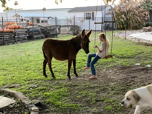 "Sometimes a swing and a friend fix everything" ~ BlackJack aka "Jackie", Therapy Donkey