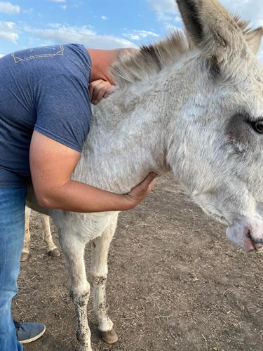 "I was made to carry your weight" ~Bliss, Therapy Donkey