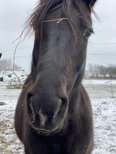 "You can learn to trust again, real human connection is possible" ~Lucky, Therapy Horse