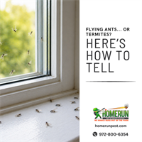 So… You’ve Got Flying Bugs in Your House. Or Do You?