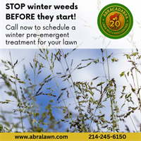 Winter Weeds Start Now: Why Wylie Homeowners Should Schedule Winter Pre-Emergent Treatment