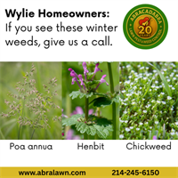 Winter Weeds in Wylie Lawns: What’s Growing Now (and What to Do About It)