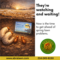 Why February Matters for Lawn Pest & Weed Control in Wylie, Texas