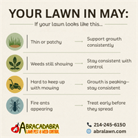 If Your Lawn Looks Like This in May… Here’s Exactly What to Do (Wylie, Texas Edition)