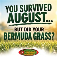 Something Is Wrong With My Bermuda Grass—but I Can't See the Problem
