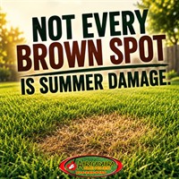 Not Every Brown Spot Is Summer Damage