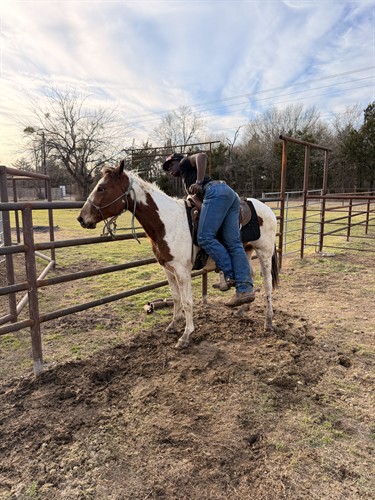 Jeremiah getting a mare ready to ride! 
