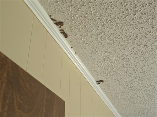 Termite damage can look something like this. We have a fix for you!