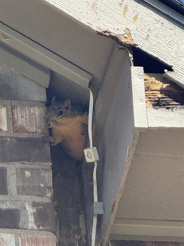 Wildlife are always looking for ways in, call us for help!