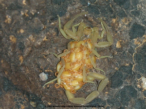 Bark Scorpion. Most venemous scorpion in the Sonoran Desert.