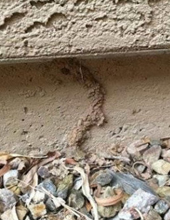 Subterranean Termites cause over 5 billion in damages annually in United States.