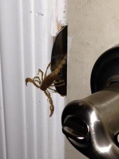 Scorpion entering home