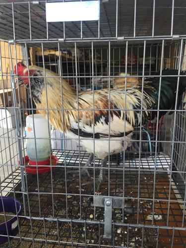 We will take your unwanted roosters and find them homes!