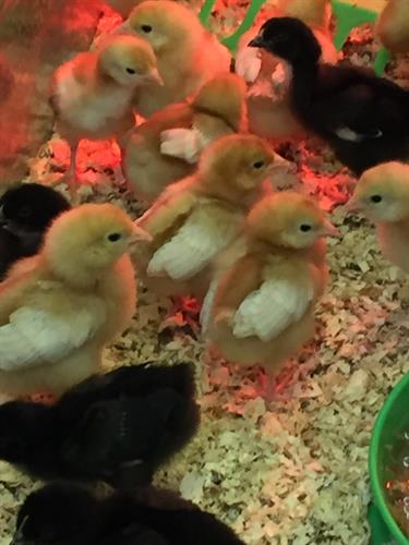Baby chicks, turkeys and ducks sold here!