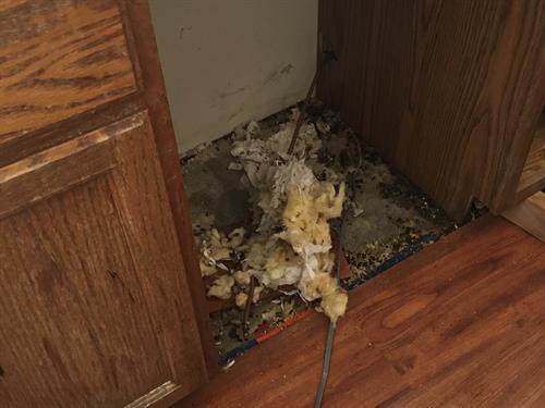Pack rat nest under dishwasher