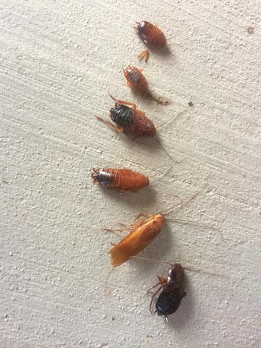 Life stages of the American Roach