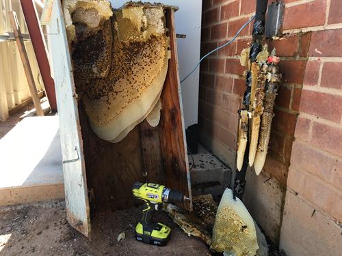 Emergency Bee Hive Removal at a school