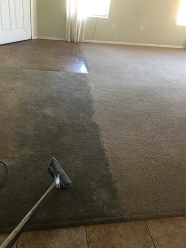 Side by side dirty carpet versus clean carpet.