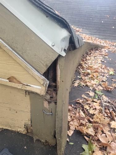 Drip Edge - another easy entry point for wildlife.