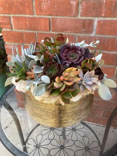 Variety of succulents with touches of aubergine and gold.
