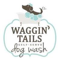 Meet Carey Nicoli of Waggin Tails Dog Wash