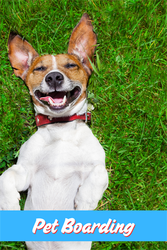 Gallery Image Paws_and_Claws_Photos.png Gallery Image Paws_and_Claws_Photos.png