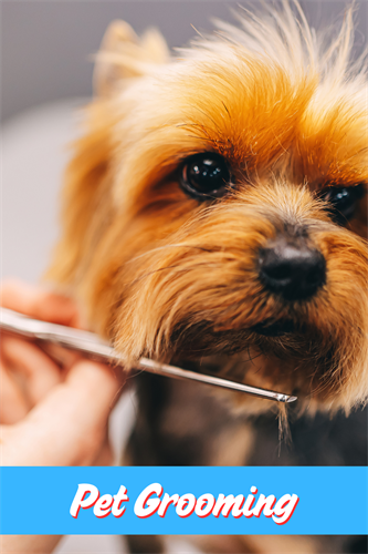 Gallery Image Paws_and_Claws_Photos_(1).png