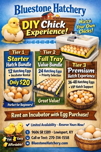 Hatch your own chicks with expert guidance!