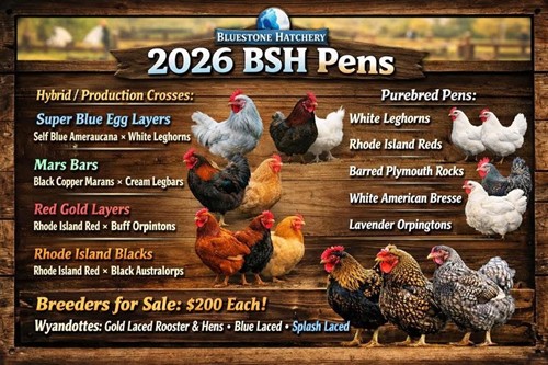 Our Chicken Breeds