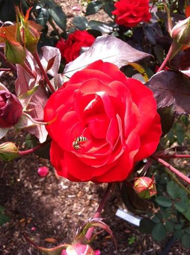 Visit Our Rose Garden!