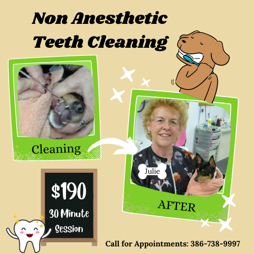 Non-Anesthetic Teeth Cleaning for Cats and Dogs