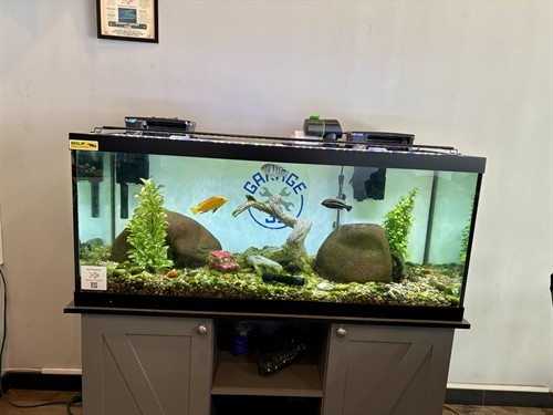 Gallery Image fish_tank.jpeg