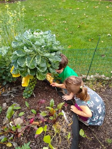 Pulling brussel sprouts from our garden to enjoy with lunch