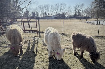 Majestic Highlands Homestead Majestic Highlands Homestead