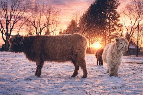 Gallery Image 015BC839-6D57-4170-B41A-730B826DF660.jpeg