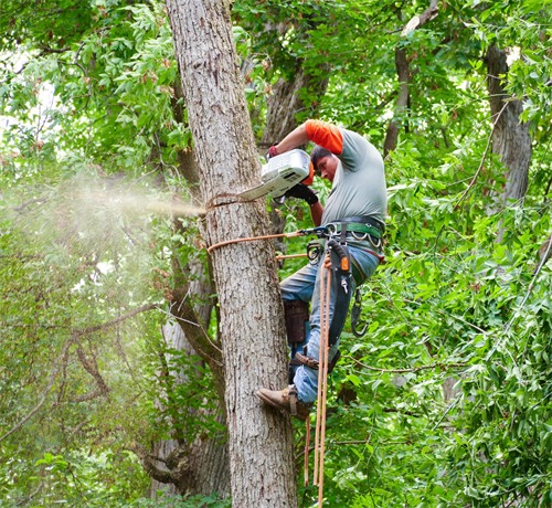 Professional Tree Trimming & Removal